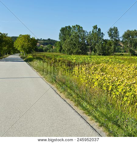 Sunflower And Tobbaco Plantation Near The Asphalt Road In Tuscany.