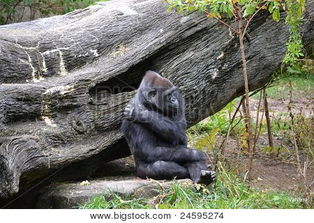 Gorila macho