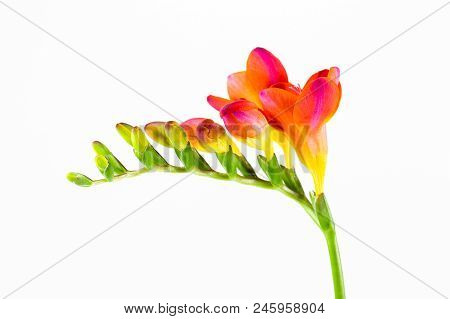 Beautiful Fressia Flower Isolated On White Background