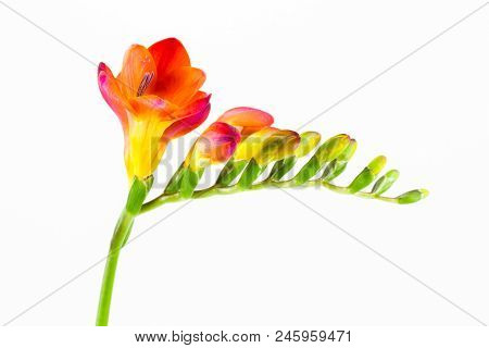 Beautiful Fressia Flower Isolated On White Background