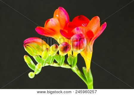 Beautiful Fressia Flower Isolated On Black Background