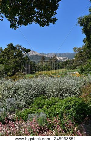 Meadow With Wildflowers And The California Foothills.