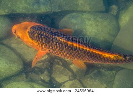 Japan Koifish Carp In Koi Pond, Koicarp In Water Lake