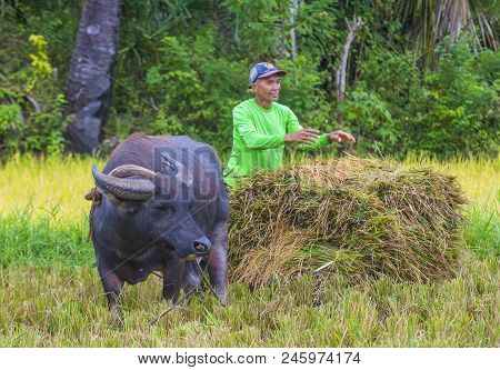 Marinduque , Philippines - March 31: Filipino Farmer Working At A Rice Field In Marinduque Island Th