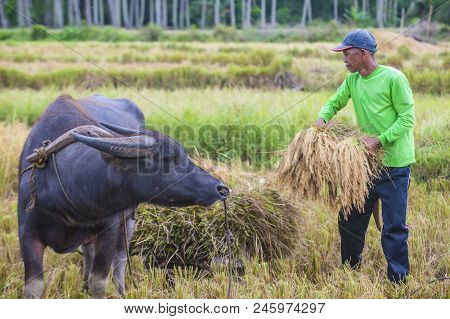 Marinduque , Philippines - March 31: Filipino Farmer Working At A Rice Field In Marinduque Island Th