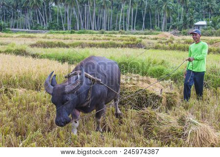 Marinduque , Philippines - March 31: Filipino Farmer Working At A Rice Field In Marinduque Island Th