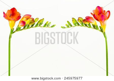 Beautiful Fressia Flower Isolated On White Background
