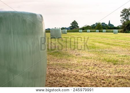 Plastified Round Hay Bales In A Newly Mown Pasture In The Dutch Landscape. Agricultural Photo Of Far