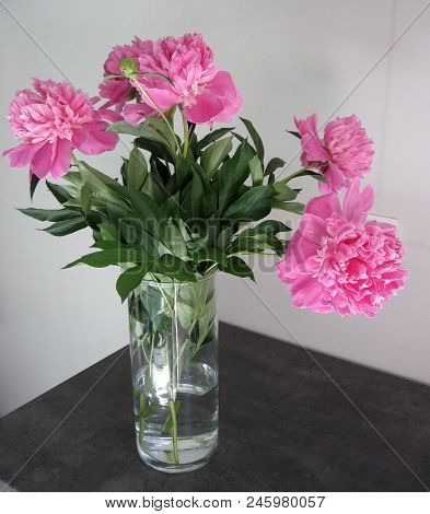 Beautiful Peonies In A Vase. Closeup Of Beautiful Pink Peonie Flower.