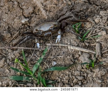 A Very Small Fiddler Crab In The Mud With Blades Of Grass For Size Comparison In A Georgia Wetland