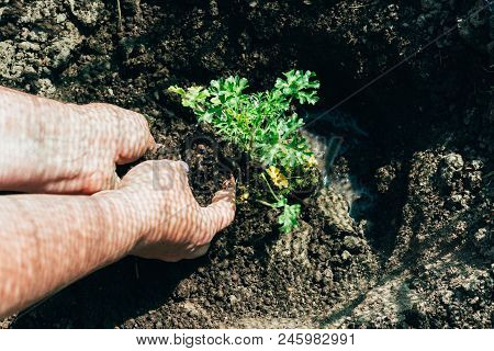 Female Hands Plant A Green Plant In The Ground. On His Hands A Shadow From The Net. Hands In Pattern