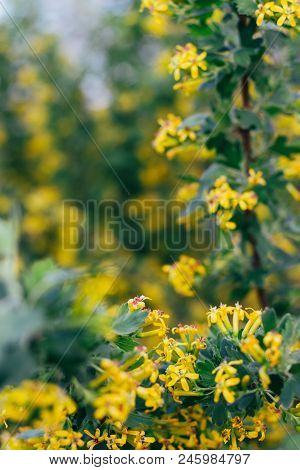 Yellow Flowers Of Gooseberry. The Gooseberry Bush In The Spring. On Branches With Green Leaves Bloss