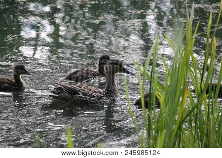 Wild Family Of Black Duck Swim In Pond In Warm Summer Day