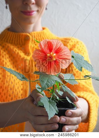 Flower In A Pot In The Hands Of Women. Abutilon Bella In The Pot