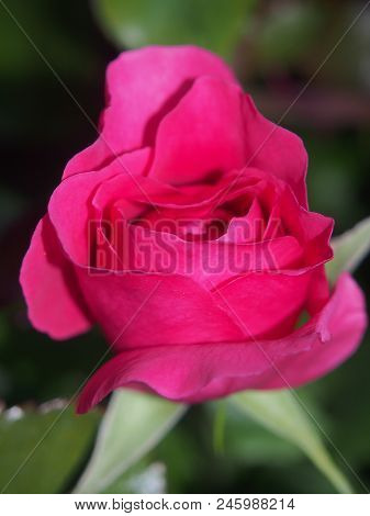 Blossoming Bud Of A Red Rose. Flower Blooming On A Bush. Red Petals.