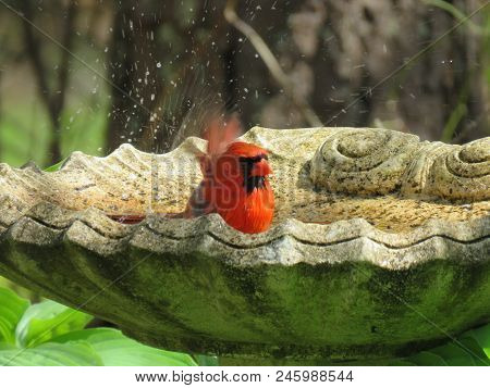 Male Northern Cardinal Splashing In Backyard Birdbath