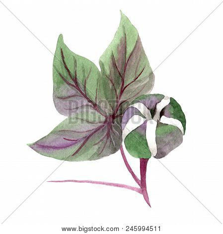 Soft Cotton. Floral Botanical Flower. Wild Spring Leaf Wildflower Isolated. Aquarelle Wildflower For
