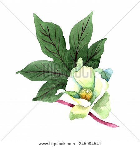 Soft Cotton. Floral Botanical Flower. Wild Spring Leaf Wildflower Isolated. Aquarelle Wildflower For