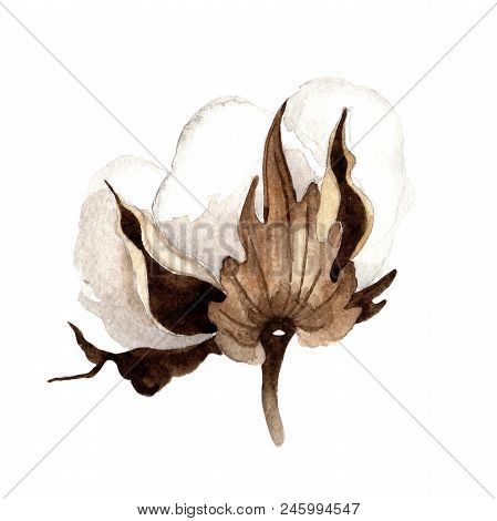 Soft Cotton. Floral Botanical Flower. Wild Spring Leaf Wildflower Isolated. Aquarelle Wildflower For