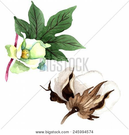 Soft Cotton. Floral Botanical Flower. Wild Spring Leaf Wildflower Isolated. Aquarelle Wildflower For