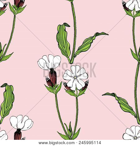 Seamless Pattern With White Campion Flowers On Pink Background Stock Vector Illustration.