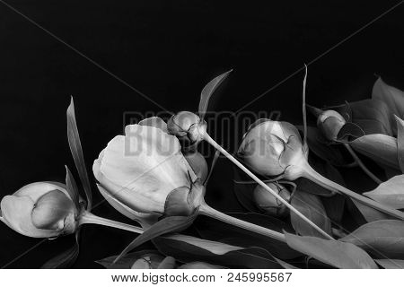 Beautiful Pink Flowers And Buds Of Peonies Surrounded By Green Leaves On A Black Background.