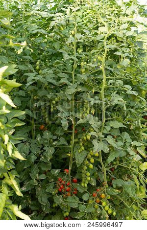 Bio Farming In Italy, Cultivation Of Sweet Cherry Tomatoes In Greenhouse, Agriculrutal Region Near F