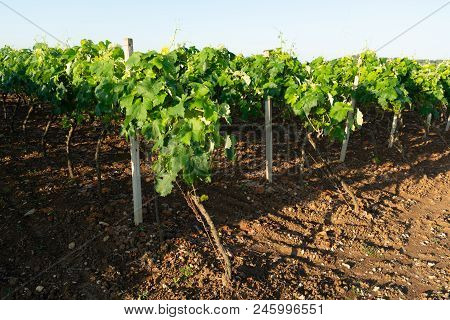 Old Traditional Alberello  Vineyards With Rows Of Primitivo Wine Grapes Plants In Great Wine Region