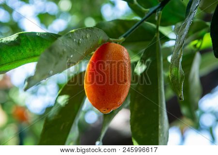 Tropical Small Ripe Orange Citrus Fruits Kumquats On Tree, Close Up, Ready To Harvest
