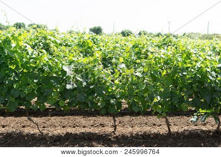 Ripening Of White Wine Muscat Grapes Plants In Great Wine Region Of South Italy Apulia