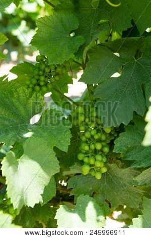 Ripening Grapes On Wine Grapes Plants In Great Wine Region Of South Italy, Summer In Apulia