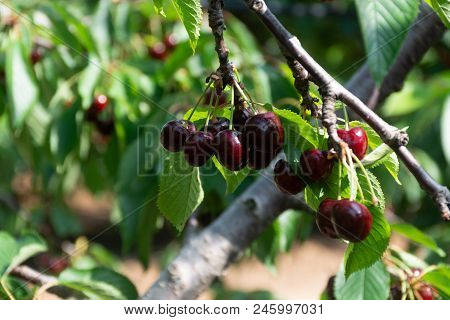 Cherry Tree Orchard With Fresh Ripe Cherries Fruits Near Cipy Turi, Capital Of Cherry In Apulia, Ita