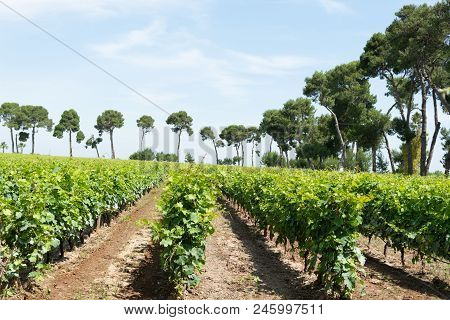 Big Vineyards With Rows Of White Wine Muscat Grapes Plants In Great Wine Region Of South Italy Apuli