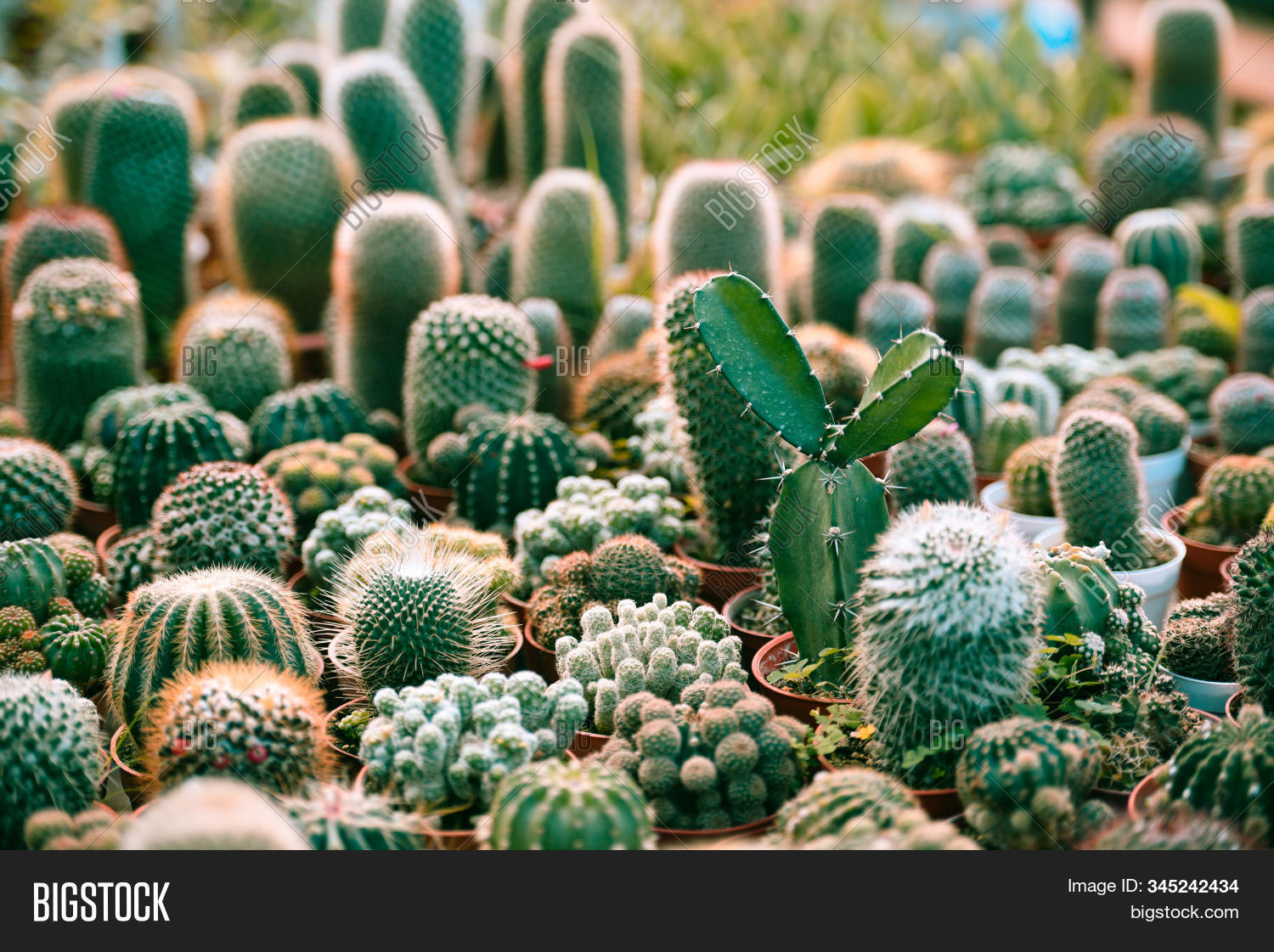 Miniature Cactus Pot Image Photo Free Trial Stock Miniature Cactus Pot Image Photo
