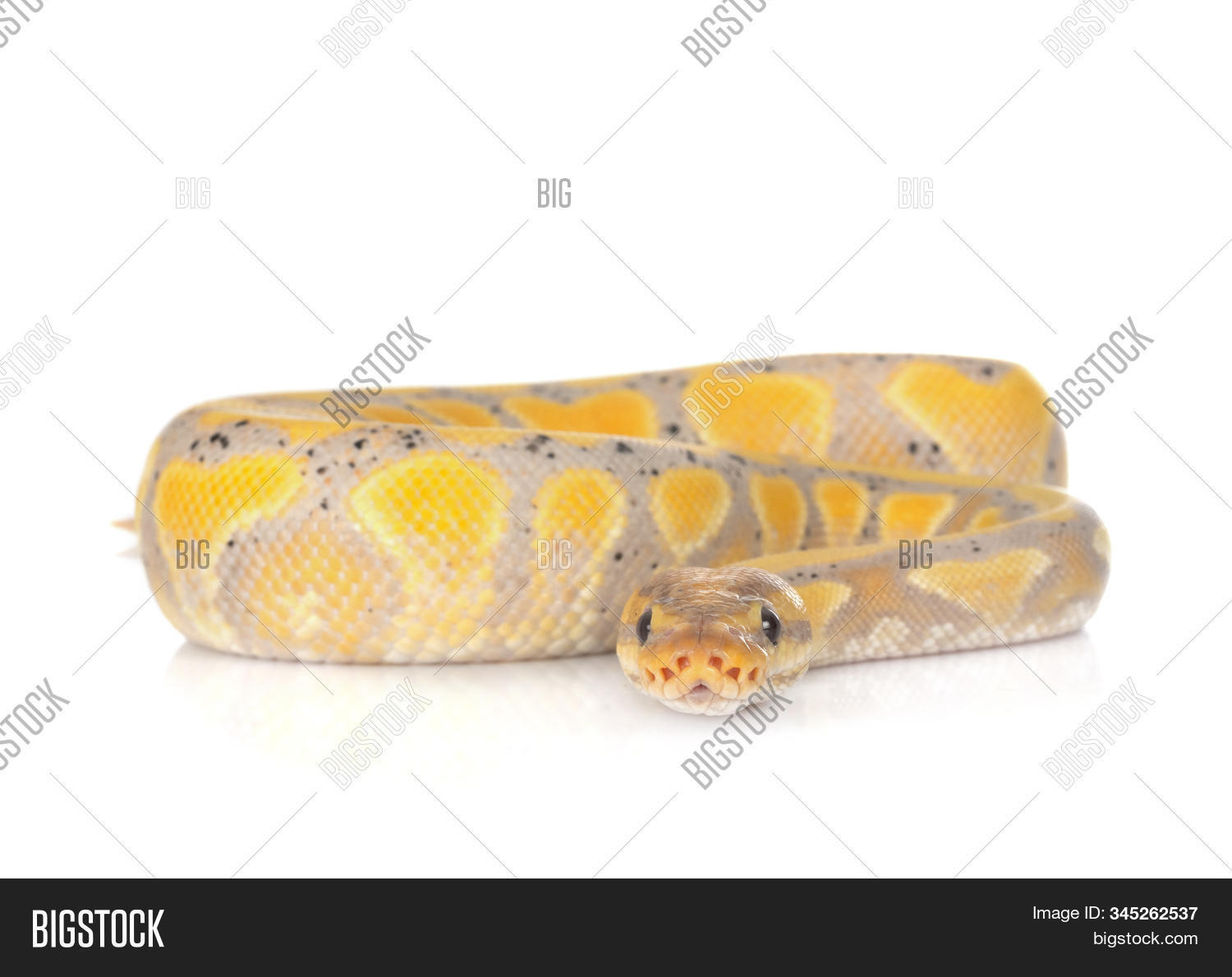 Ball Python Front Image & Photo (Free Trial) | Bigstock