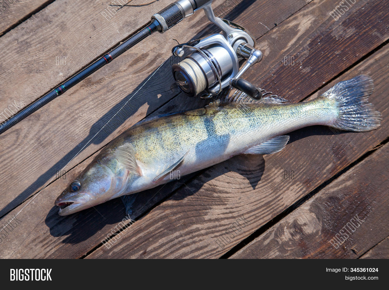 Freshwater Zander Image & Photo (Free Trial) Bigstock