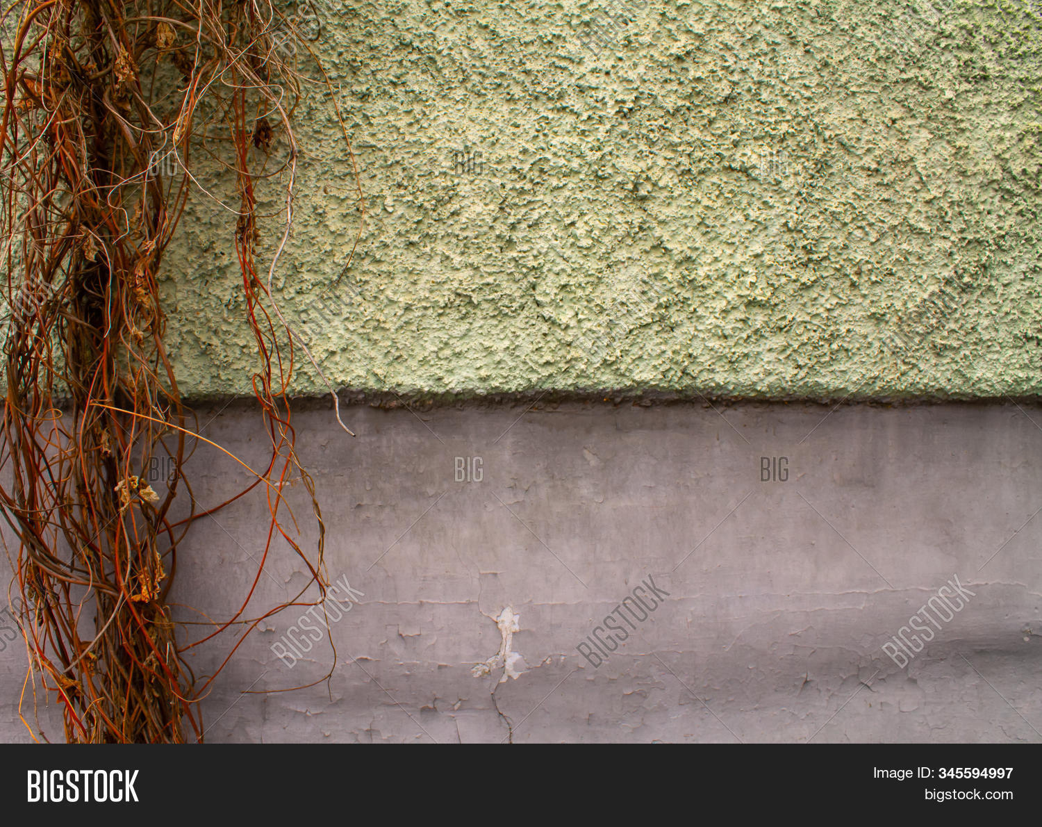 Concrete Wall Vines. Image & Photo (Free Trial) Bigstock