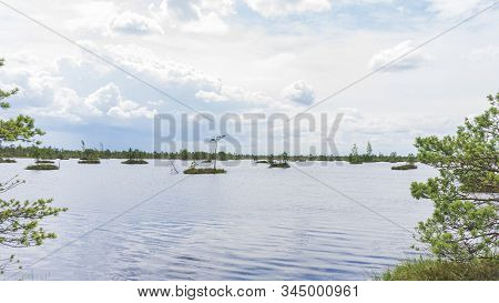 Iislands With Trees In The Swamps Lake. Ecological And Reserve Concepts.