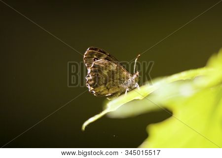 Butterfly Speckled Wood (pararge Aegeria) Sit On Leaf