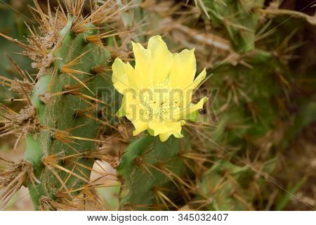 Closeup Detail Of Yellow Cactus Flower Of Indian Barbary Fig Prickly Pear Thorn, Spiky Cactus Succul