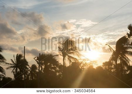 Silhouette Coconut Palm Tree By Dark Back Lit Skylight Sun Sunlight Sunset. Dramatic Atmospheric Moo