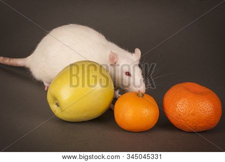 White Rat On A White Background Sniffing Fruit