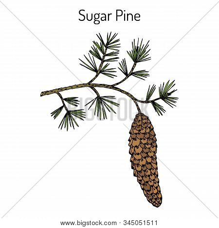 Sugar Pine Pinus Lambertiana , Medicinal Plant. Hand Drawn Botanical Vector Illustration
