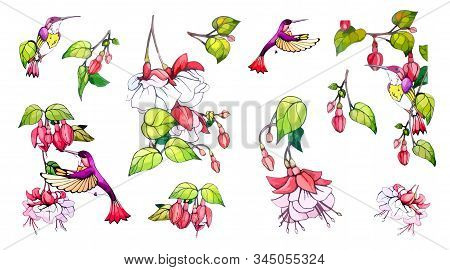 Collection Floral, Botanical Vector Stock Illustration In Vintage, Watercolor Style On Isolated Back
