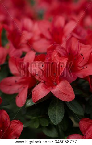 Beautiful Vibrant Azalea Flower Tree Blooming In The Botanical Garden, In Kyiv. Bright Flowers Close