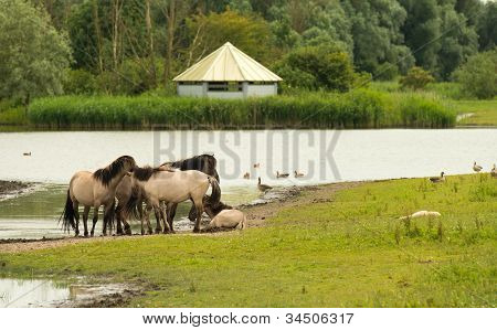 Mandria di cavalli Konik nella natura