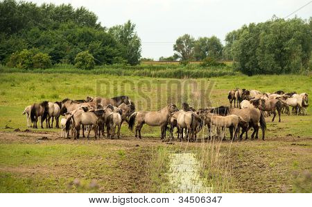Mandria di cavalli Konik nella natura