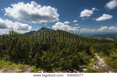 Dwar borovice