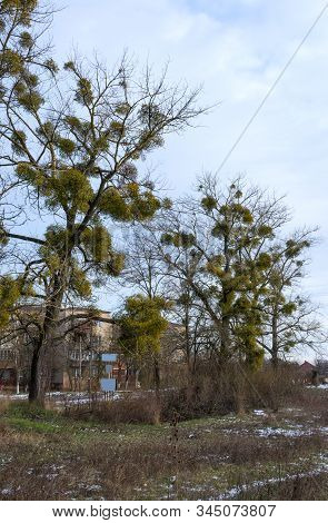 Mistletoe Parasite Plants On  Trees In Winter