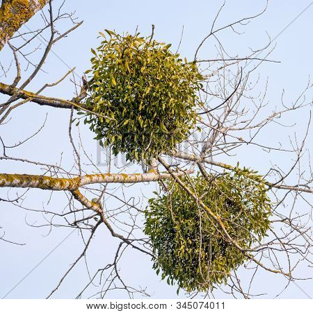 Mistletoe Parasite Plant